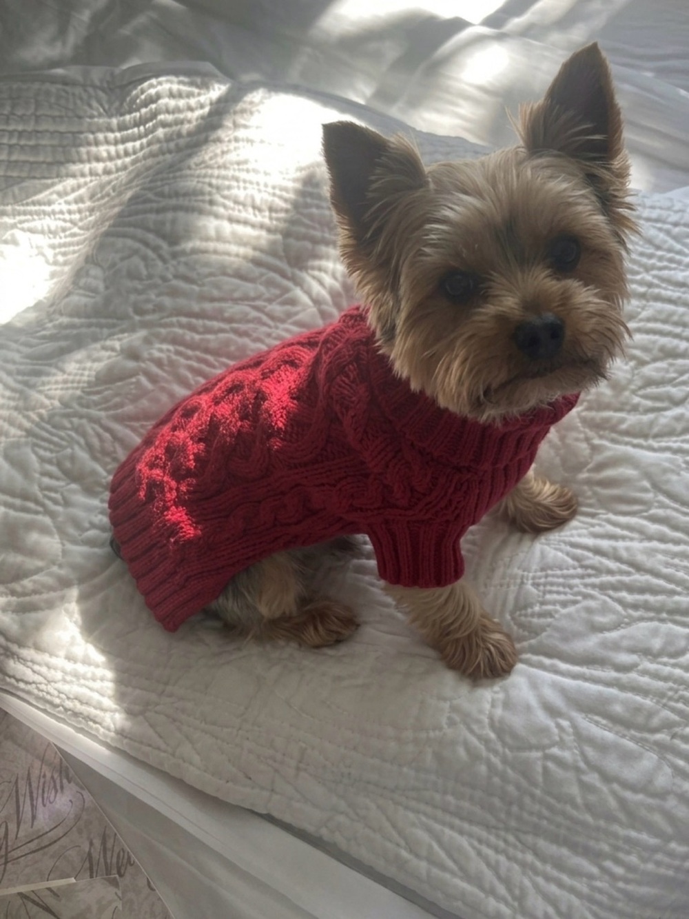 Red Cable-Knit Dog Sweater - Cozy Pet Pullover